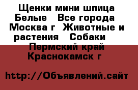 Щенки мини шпица Белые - Все города, Москва г. Животные и растения » Собаки   . Пермский край,Краснокамск г.